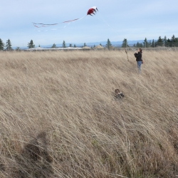 Kite flying atop Powell Butte