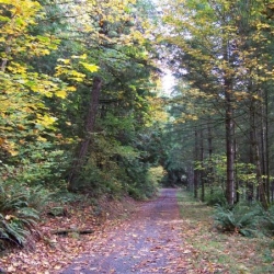 The path into Hopkins Demonstration Forest.