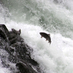 Salmon spawn at Lucia Falls